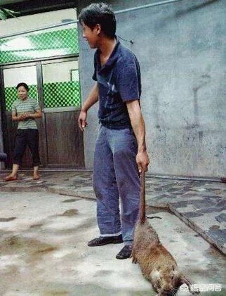 中国最大的老鼠有多大？