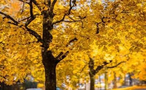 描写风景的作文