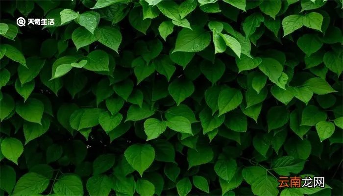 立夏下雨有说法吗 立夏下雨有什么说法