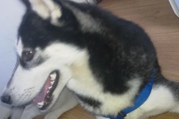 狗的种类介绍及图片