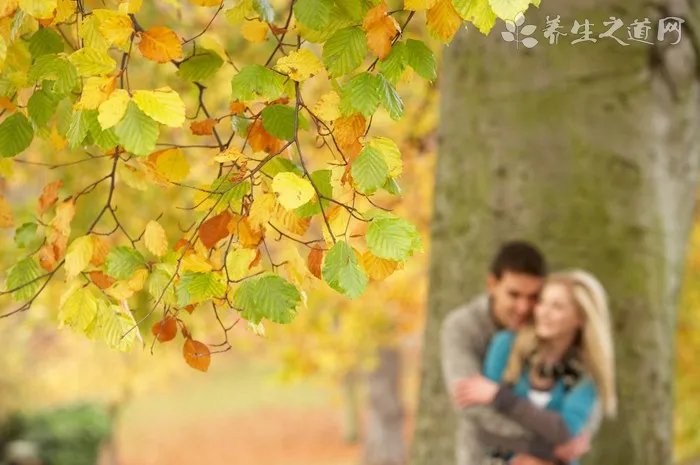 鸭脚艾的功效与作用