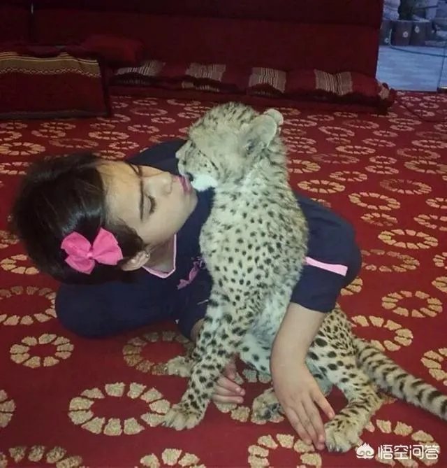 如何看待泰国女子养豹当宠物称是朋友这件事？