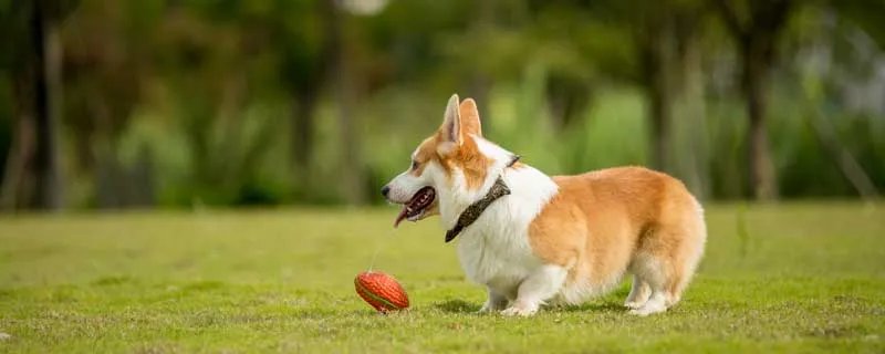 阿拉斯加雪橇犬好养吗 阿拉斯加雪橇犬的特点