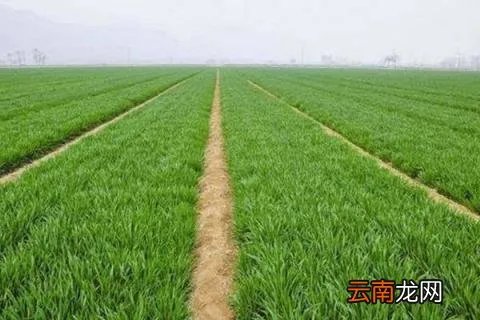 干旱地区种什么好