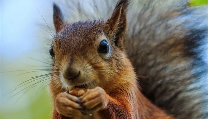 松鼠的特点 松鼠的特点有哪些