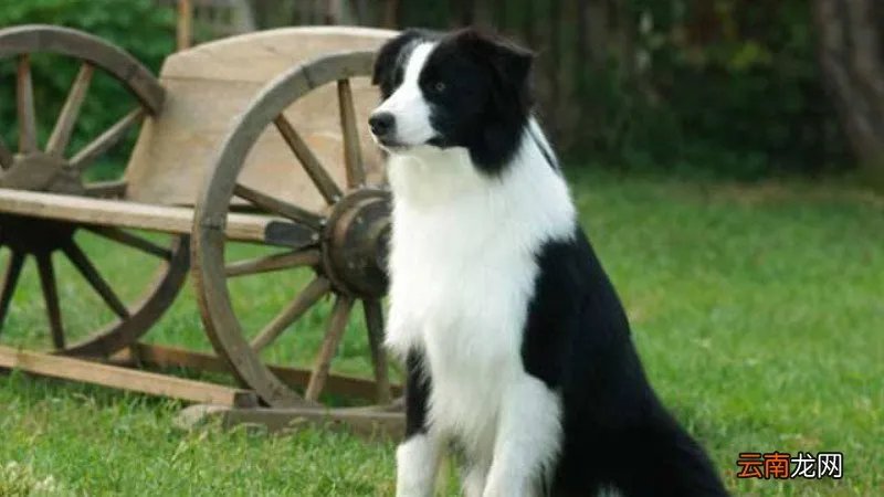 哪里有卖边境牧羊犬