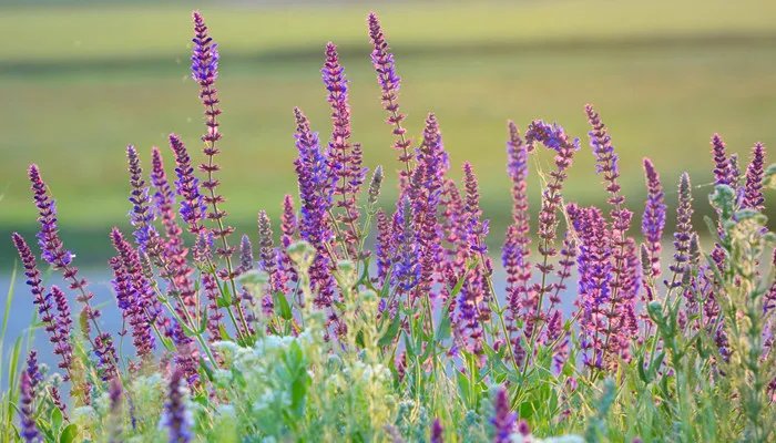 普罗旺斯是哪个国家的 普罗旺斯是哪个国家的哪个城市