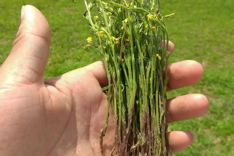 独脚金草药图片大全