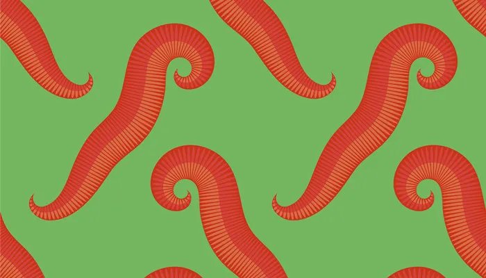 红虫是什么 红虫是什么虫