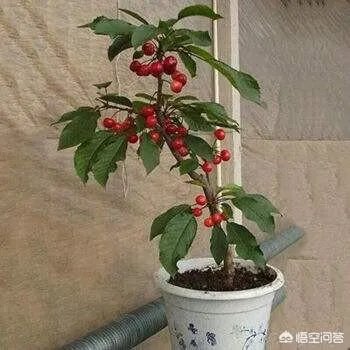 樱桃可以在农村的阳台上栽种吗？