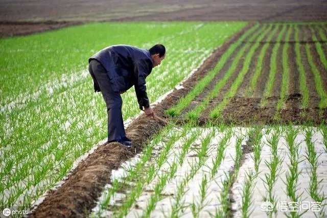 大蒜种植用什么肥料？