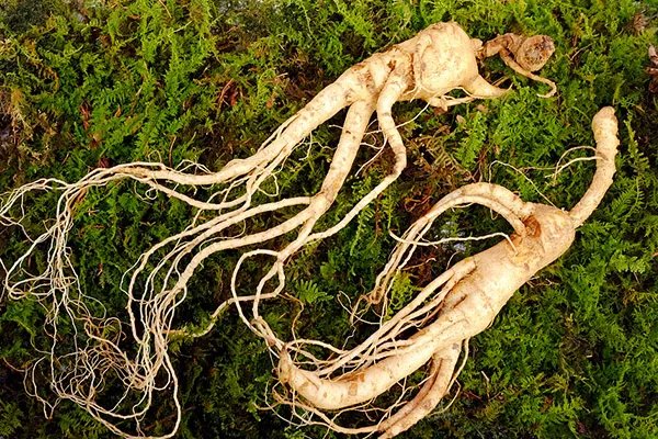 野山参的功效和吃法