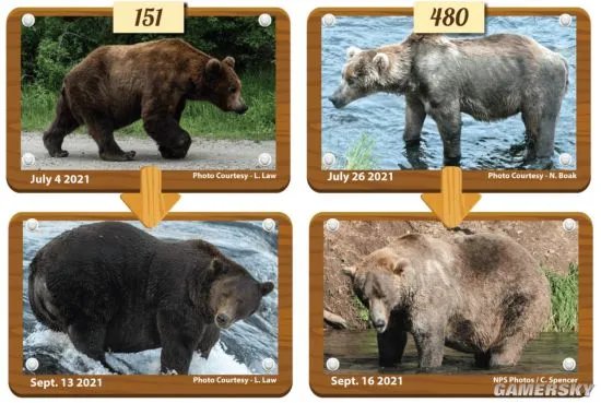 美国动物园举办“胖熊”比赛 冬眠前后对比照惊人