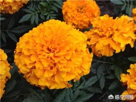 一年生花卉有哪些？