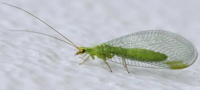 各种益虫大全图片？