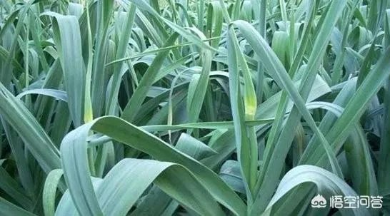 大蒜种植用什么肥料？