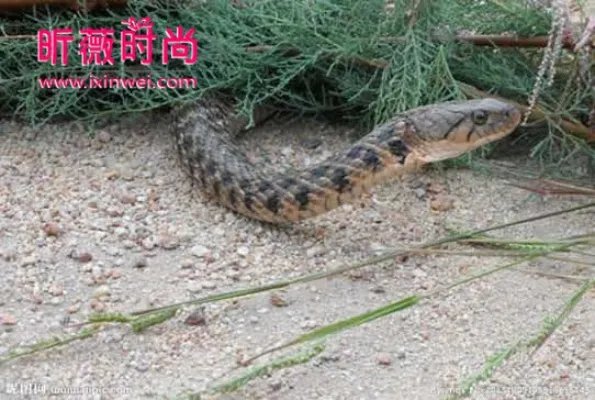 不可思议！广西竟挖出140岁蛇精全过程（图文）