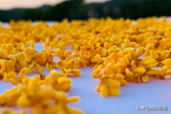 桂花蜜的制作方法？