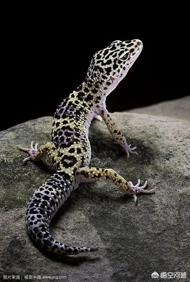 如何看待泰国女子养豹当宠物称是朋友这件事？