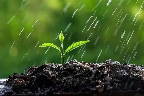 雨水一盒说的是什么