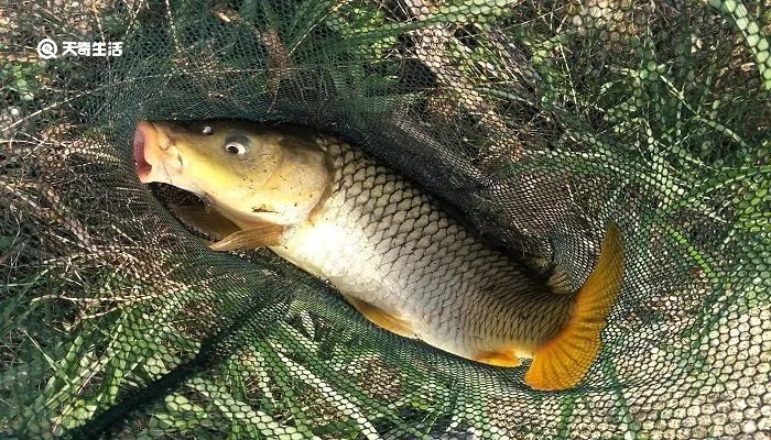 授之以鱼不如授之以渔的理解