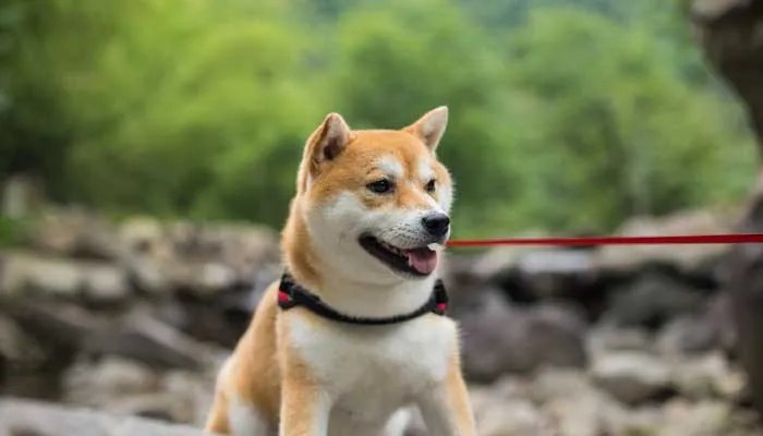 阿拉斯加雪橇犬好养吗 阿拉斯加雪橇犬的特点