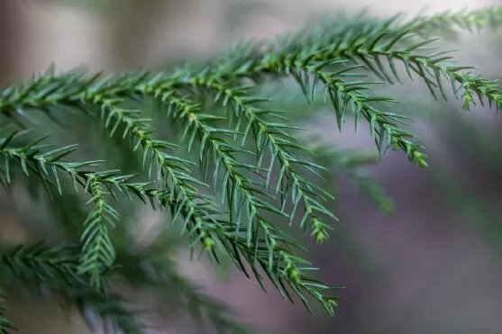 岁寒三友是指哪三个植物