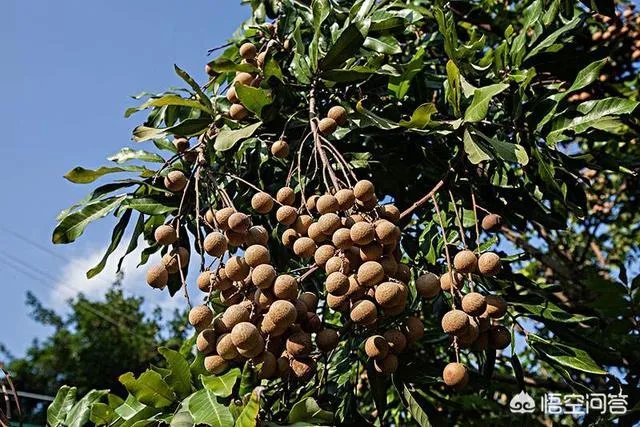 中国最出名的龙眼产地是哪里