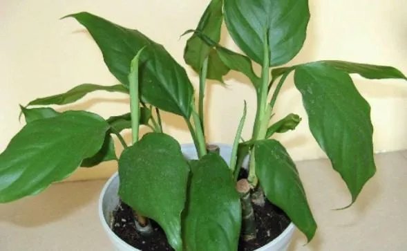 万年青的象征意义是什么?