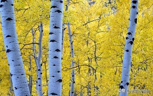 桦木有什么用？