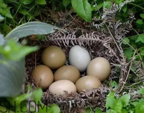 野鸡蛋多少钱一个 野鸡蛋怎么辨别