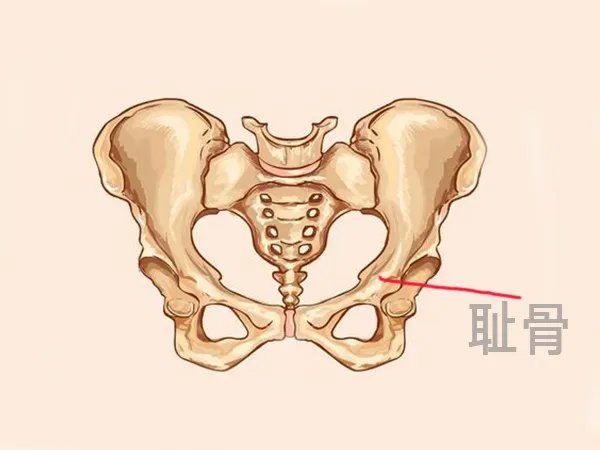耻骨是哪个部位？求位置示意图片！