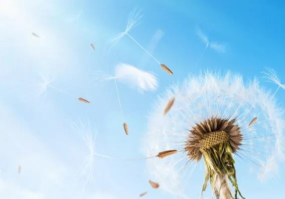 哪种植物又称为“婆婆丁”  婆婆丁实际上是什么植物