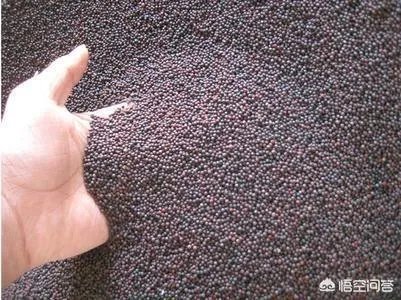 今年湖北油菜籽收的价格大概多少?