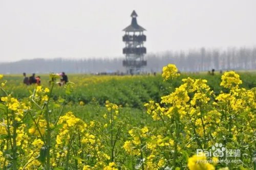 中国最美的油菜花海