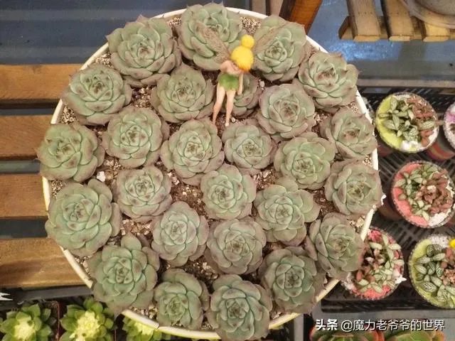 昆明哪家花店值得一去？