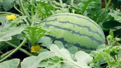 西瓜种植方法步骤是什么