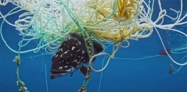 抹香鲸被渔网困住，为何人类解救了整整一天仍未成功？