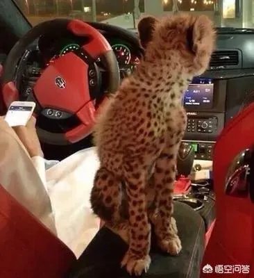 如何看待泰国女子养豹当宠物称是朋友这件事？