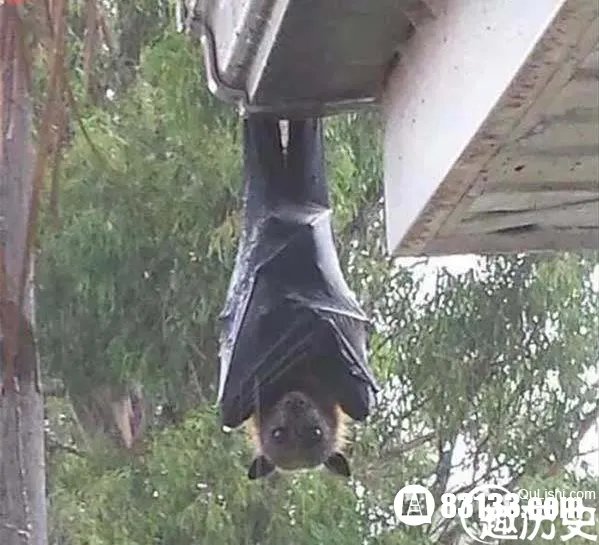 巨型蝙蝠貌似巨大的吸血鬼 毛骨悚然