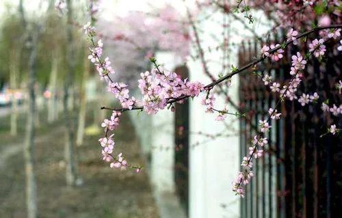 一枝红杏出墙来 出自哪一首诗 全诗是什么