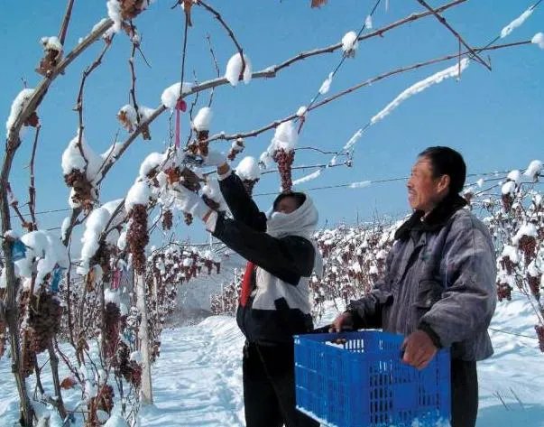 集安葡萄为何全国都出名?