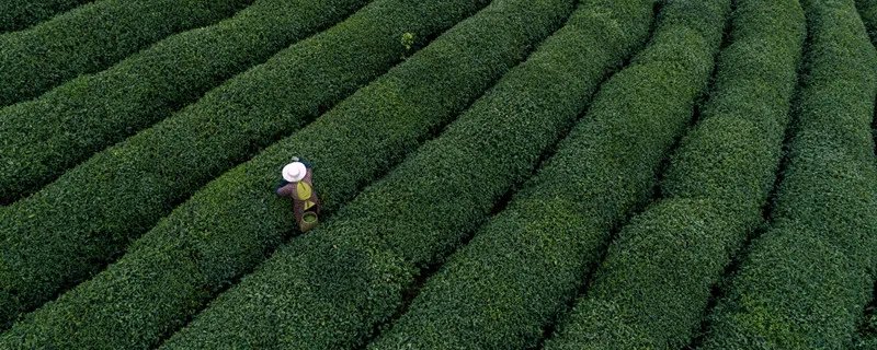 高碎是什么茶 高碎是指什么茶