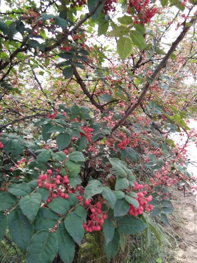 种花椒前景如何?