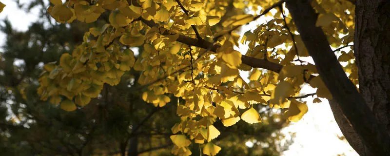 autumn是什么意思 autumn的意思是什么