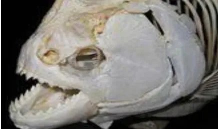 在世界上的动植物当中，帕兰巨食人鱼的咬合力有多强大？