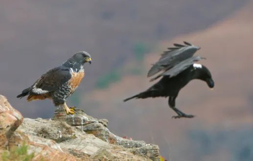 鹰式教育的教育成果