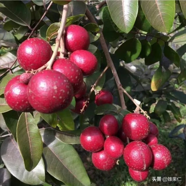 中国最出名的龙眼产地是哪里