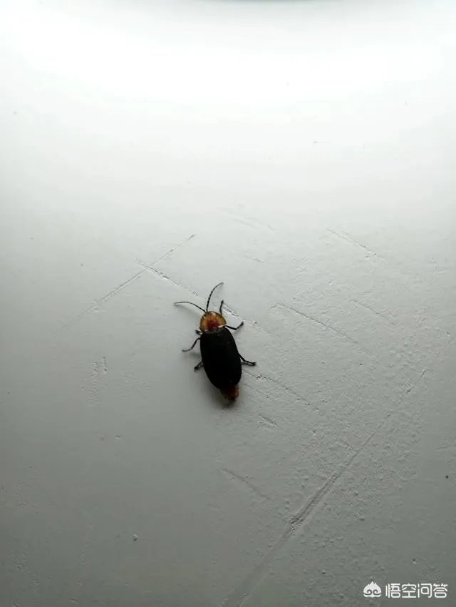 萤火虫是不是灭绝了?