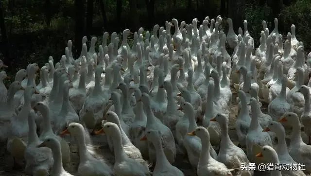 鸭子吃蝗虫吗？